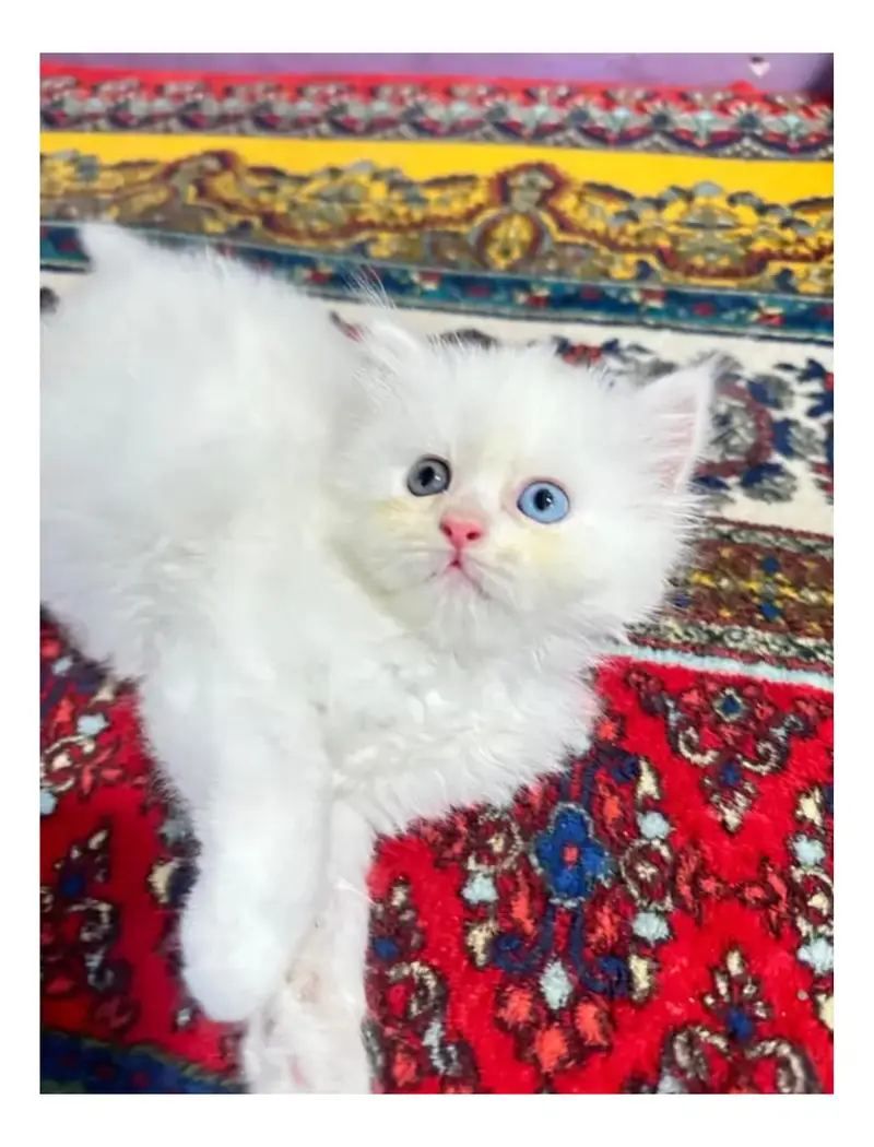 cash on delivery Persian kitten cats — photo 2