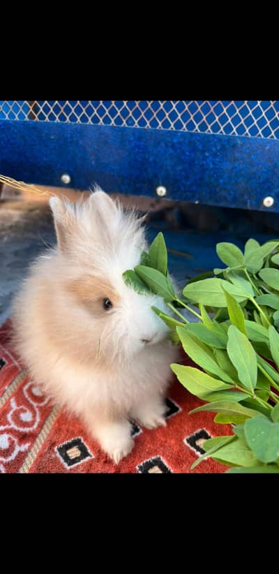 lionhead rabbit | Rabbit | Breeder pair | Healthy Rabbit | Rabbit for