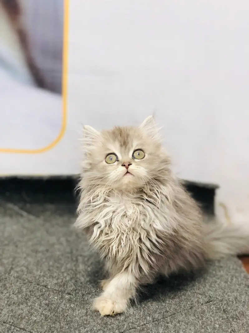 cash on delivery Persian kitten cats — photo 8