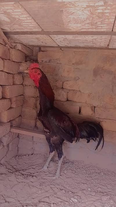 pure brahmi pakvai aseel roster