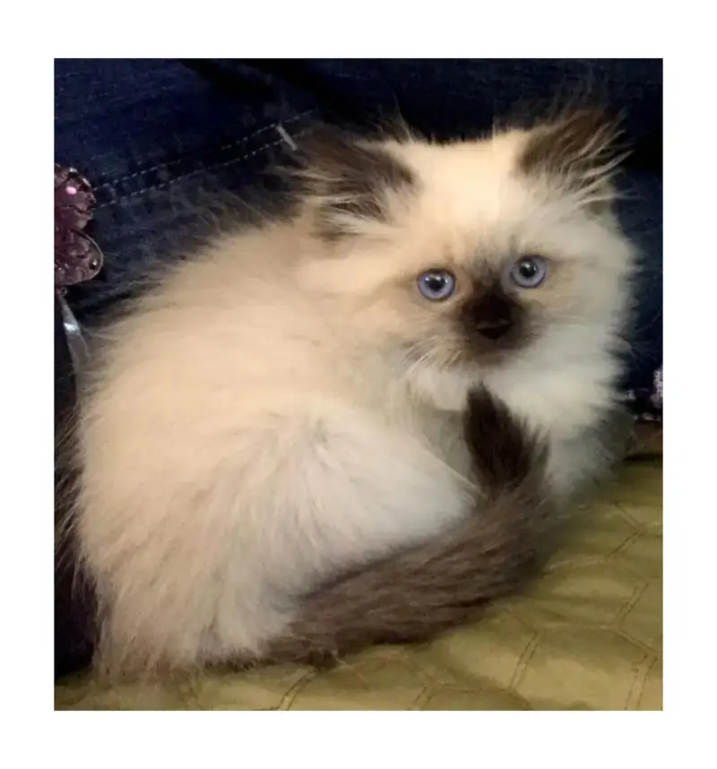 cash on delivery Persian kitten cats — photo 9