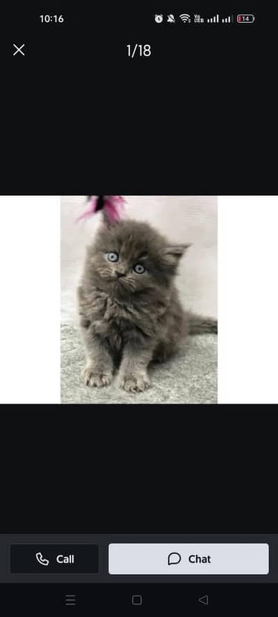 cash on delivery available Persian Punch face triple coat cat Kitten
