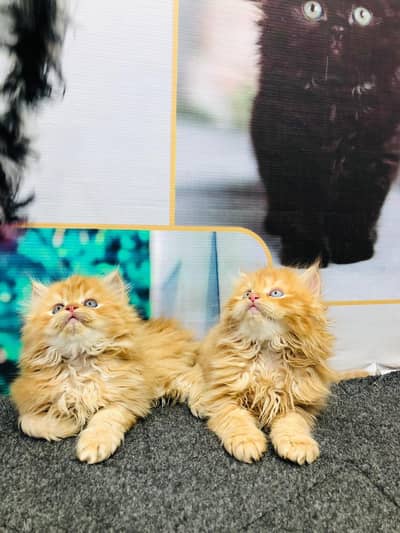 Persian Punch face triple coat cat Kitten