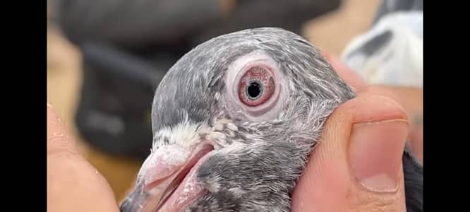 golden kabotor for sale