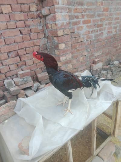 Amroha aseel for sale