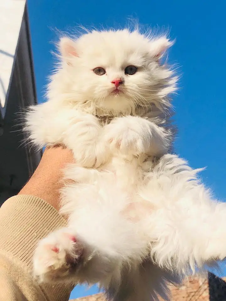 cash on delivery Persian kitten cats — photo 4