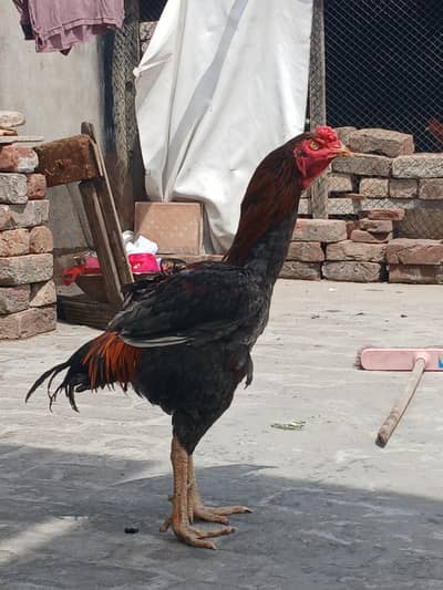 Sindhi Male For Sale