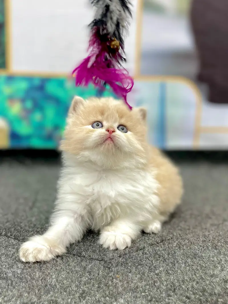 cash on delivery Persian kitten cats — photo 4