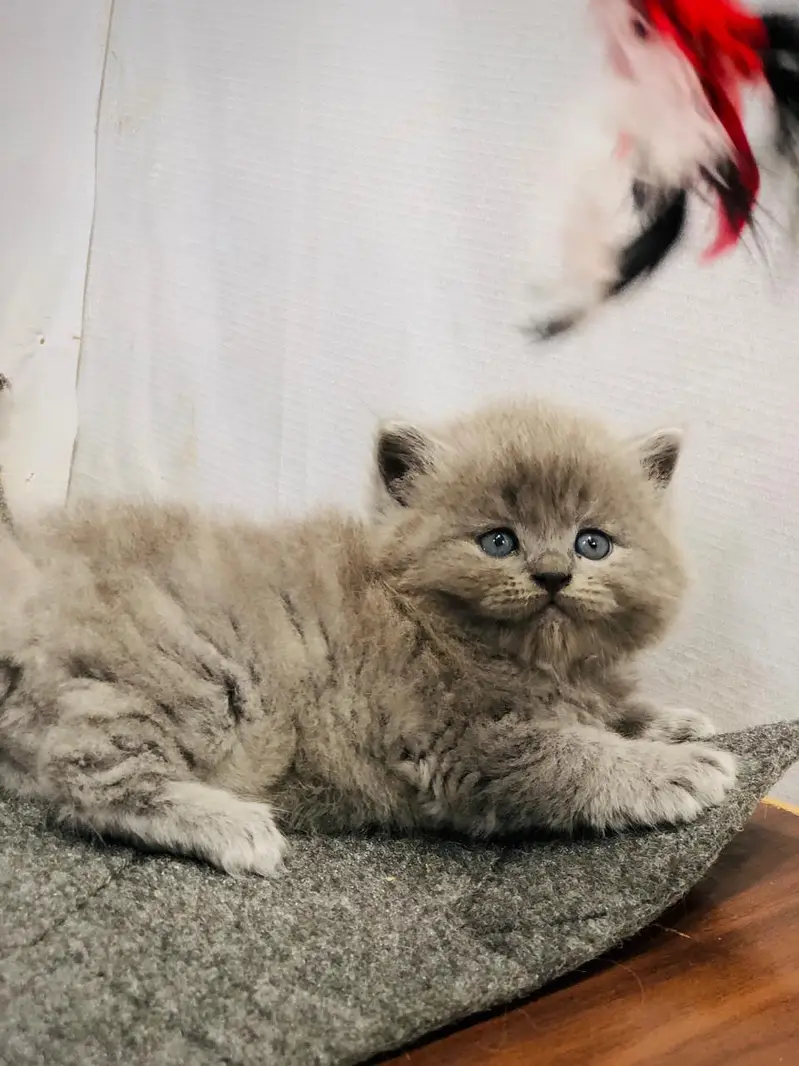 cash on delivery Persian kitten cats