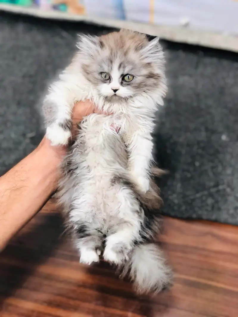 cash on delivery Persian kitten cats — photo 9