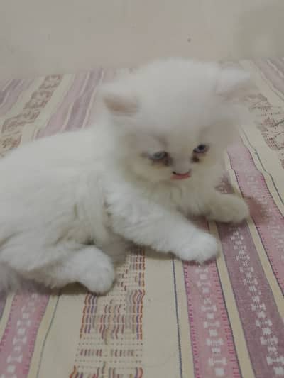 Persian cat