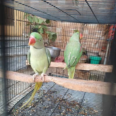 Kashmiri Raw Parrot Pair for Sale