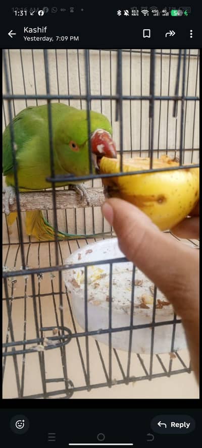 Miya mitho talking parot