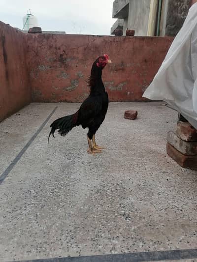 Lassani Mushka Aseel