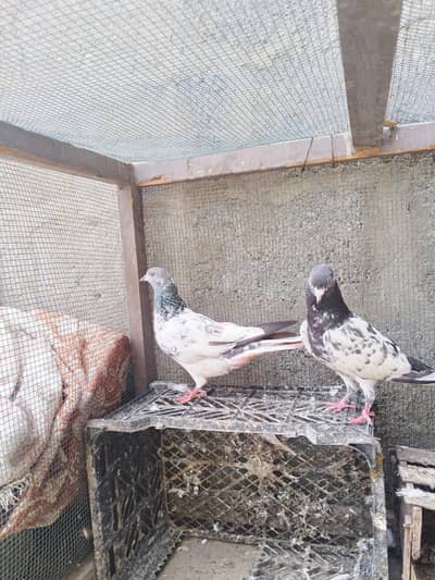 Kabali kabootar Pair