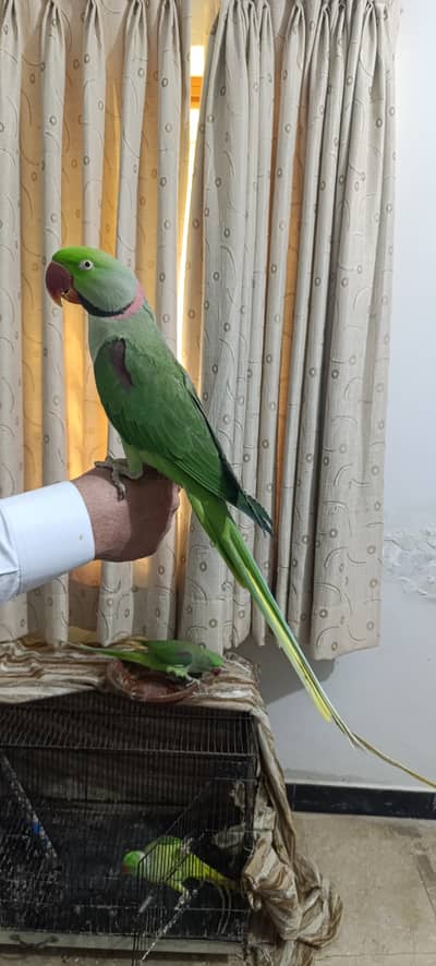 Kashmiri Raw Big size