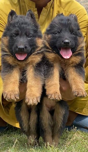 German shepherd long cout pair 55 day for sale active and healthy