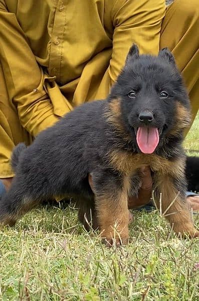 German shepherd long cout female 2 mahnt for sale active and healthy