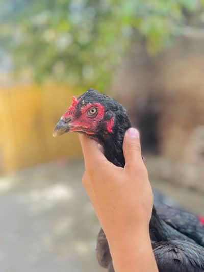 Band gadhi ki kamalia madi pakistani