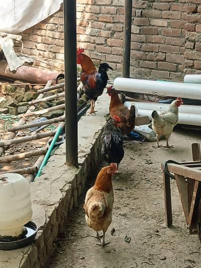 5 hens for sale