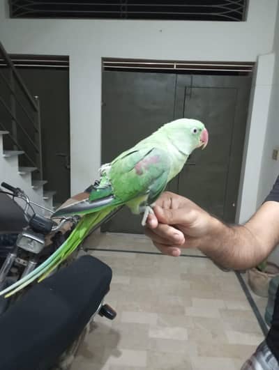 Pahari Parrot (Male) – 9 Months Old | Friendly & Hand Tamed