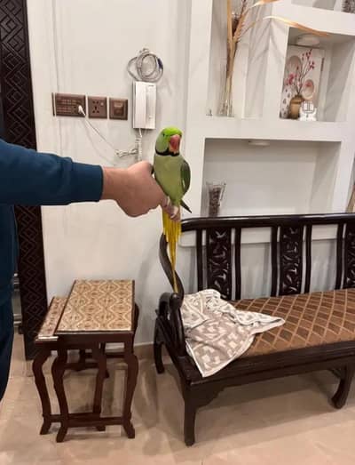 Kashmiri raw parrot for sale