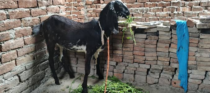 Desi Bakra age 1 saal
