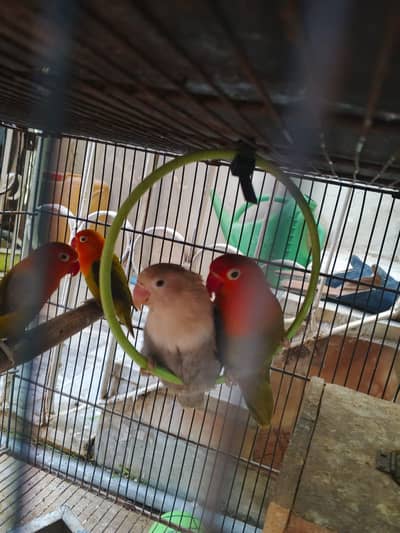 all birds for sale in reasonable price