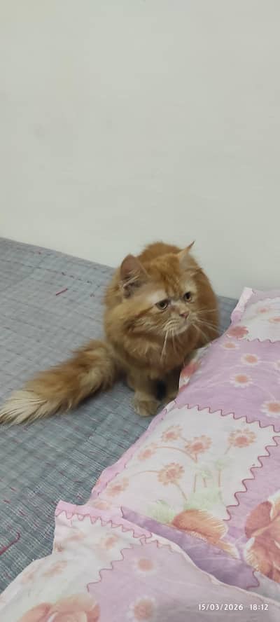 male white cat need for cross