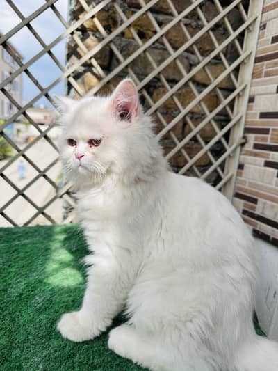 Persian male cat