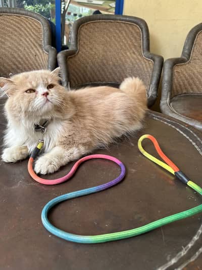 Punch Face Persian Male Cat