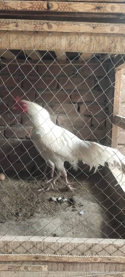 Breeder Heera aseel male