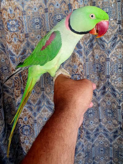 Raw Perriot with Cage Urgent Sell