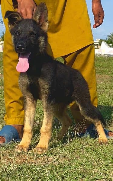 bigyari mail 3 mahnt for sale full security dog available