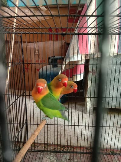 budgie love bird lovebirds australian fisher breeder male female pair