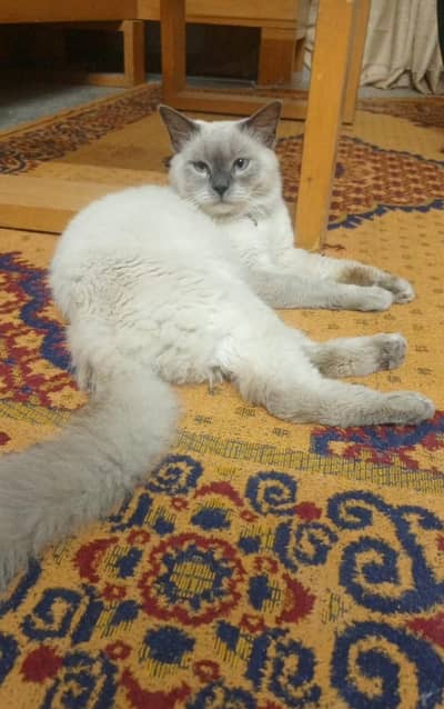 Himalayan cat