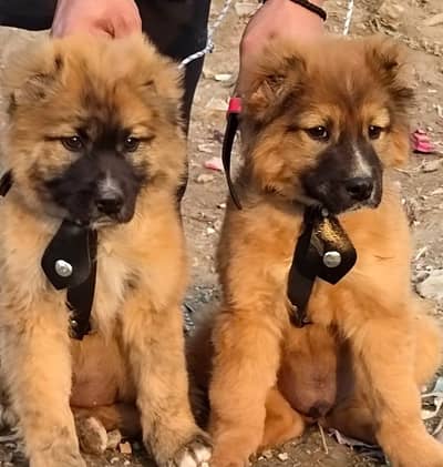 Turkish kangal | Turkish kangal puppies pair | kangal dog | Kangal