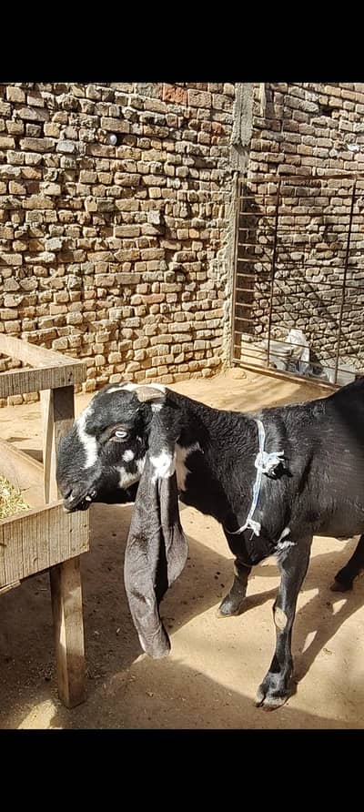 Beetal Male , Kid , goats, Ambersari beetal Bacha