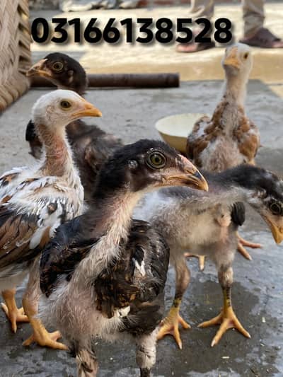 Aseel choza age  1 month