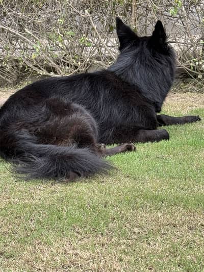 Female Black German shepherd ready to breed