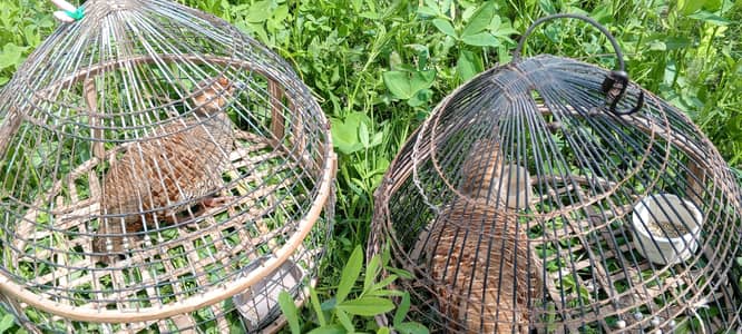 Dakhni 2 tetri for sale