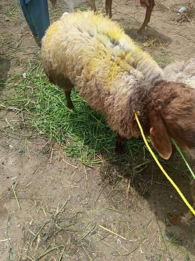 Long chakki Dumby for sale