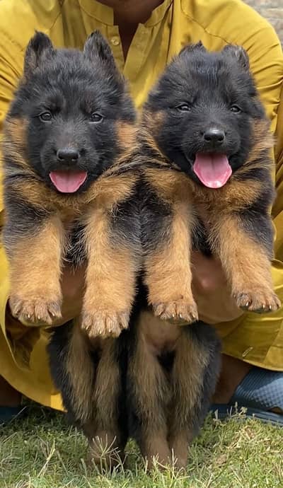 German Shepherd long coat pair for sale