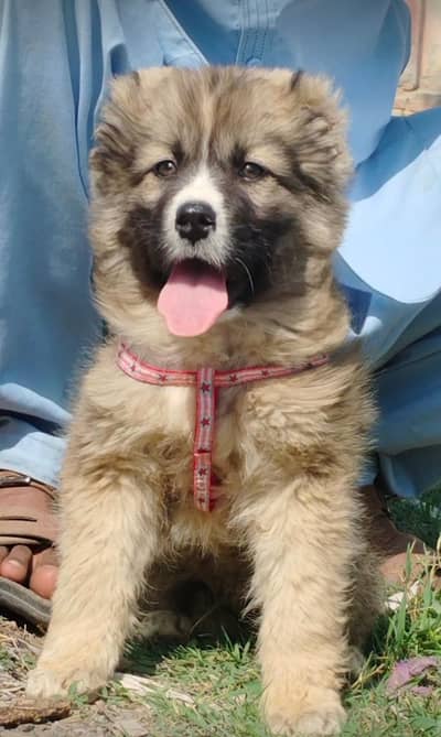 kurdish kangal puppy | kurdish kangal dog | kurdish kangal puppies