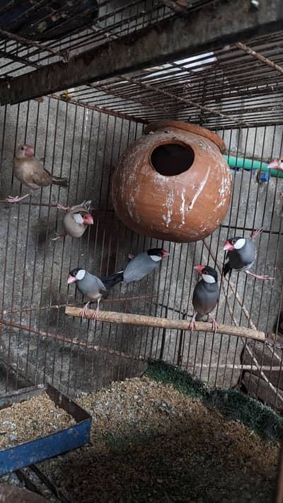 Australian Parrots, Java Finch, Cocktails, Lovebirds,