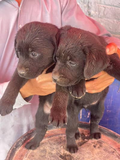 Labrador |puppies| Lab. puppies