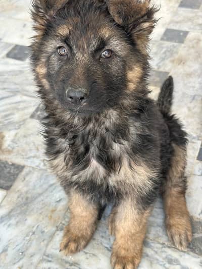 German Shepherd female puppy full long coat