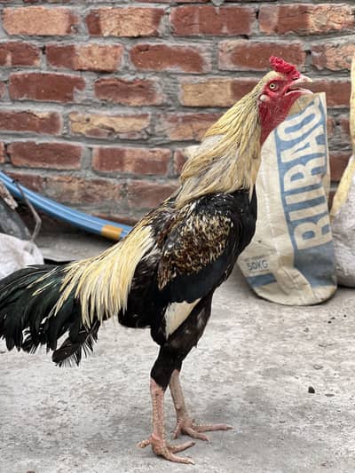 Beautiful 3 AseeL mainwaLi Jawa 1 MaLe 2 female