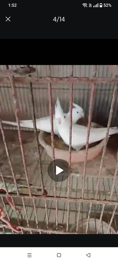 Cocktail, lovebirds,undersize budgie ,java for sale