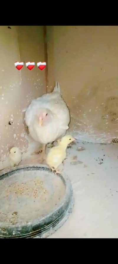 Hira female with Chicks